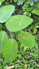 Vismia baccifera (Vismia baccifera)