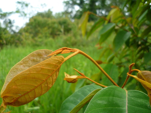 Vismia baccifera (Vismia baccifera)
