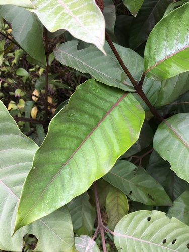 Vismia baccifera (Vismia baccifera)
