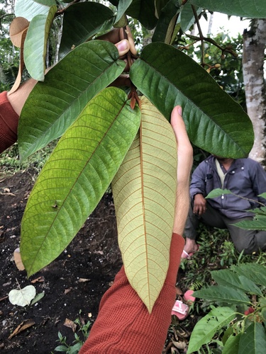 Vismia baccifera (Vismia baccifera)
