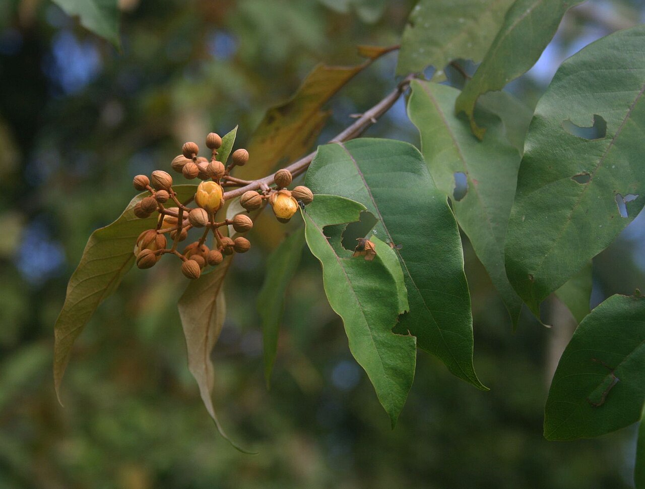 Vismia baccifera: Vismia baccifera , Johanniskrautgewächse (Hypericaceae) - Costa Rica: Prov. Puntarenas, La Gamba NW Golfito, "Fila Trail" NW "Tropenstation La Gamba"/"Estación