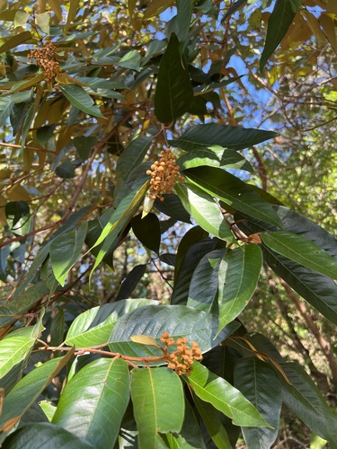 Vismia baccifera (Vismia baccifera)