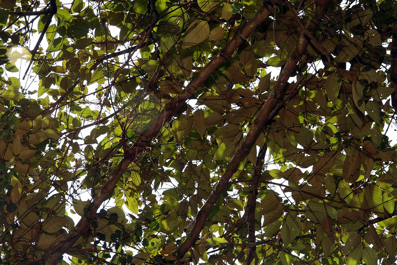 Vismia ferruginea: Location taken: Else Kientzler Botanical Garden, Sarchi Norte, Costa Rica. Names: Vismia ferruginea Kunth Classification: Plantae > Magnoliophyta > Magnoliopsid