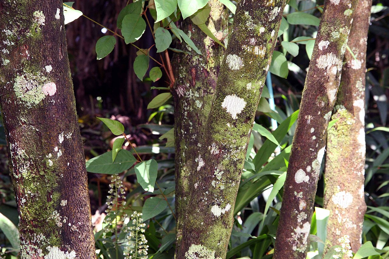 Vismia ferruginea: Location taken: Else Kientzler Botanical Garden, Sarchi Norte, Costa Rica. Names: Vismia ferruginea Kunth Classification: Plantae > Magnoliophyta > Magnoliopsid