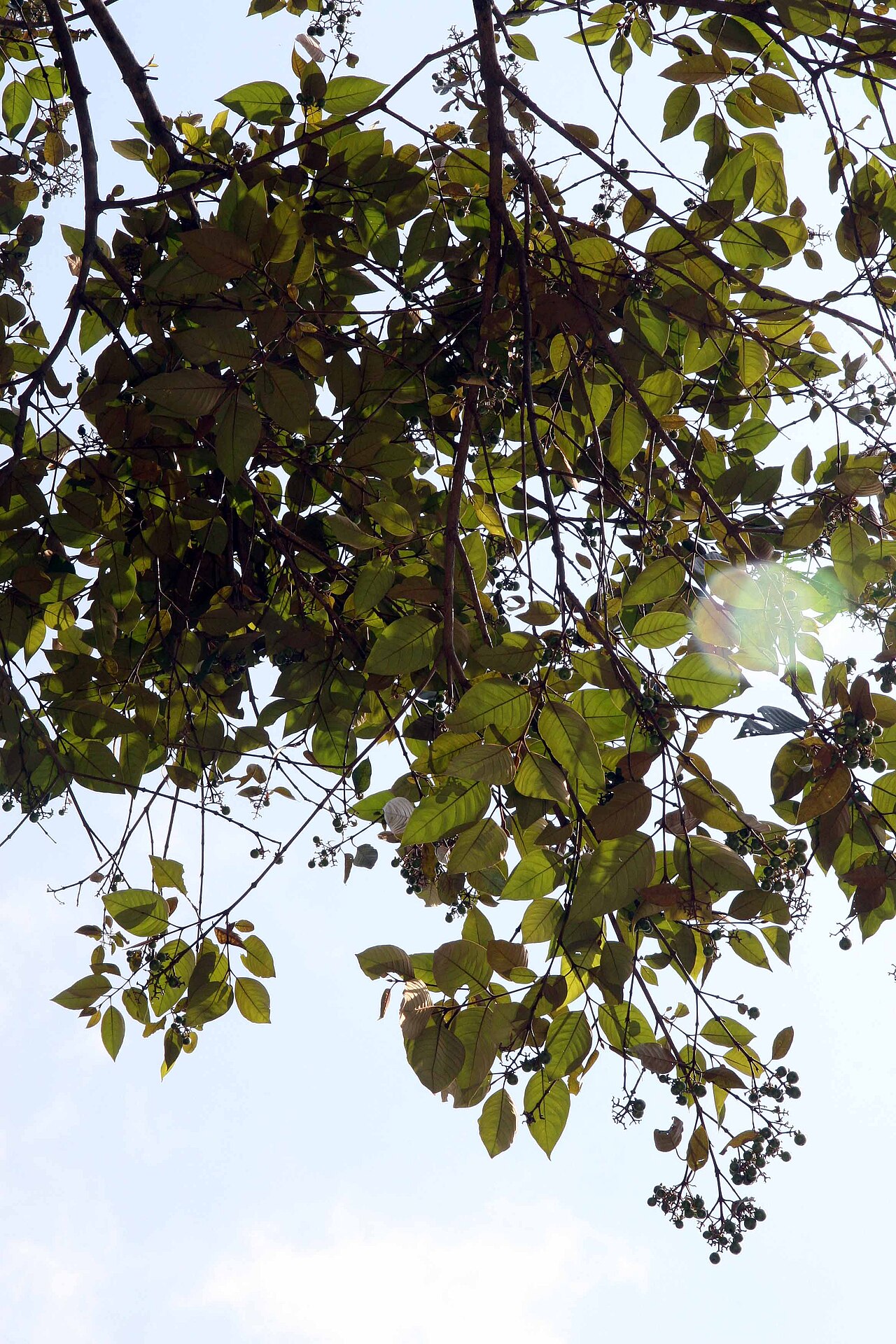 Vismia ferruginea: Location taken: Else Kientzler Botanical Garden, Sarchi Norte, Costa Rica. Names: Vismia ferruginea Kunth Classification: Plantae > Magnoliophyta > Magnoliopsid