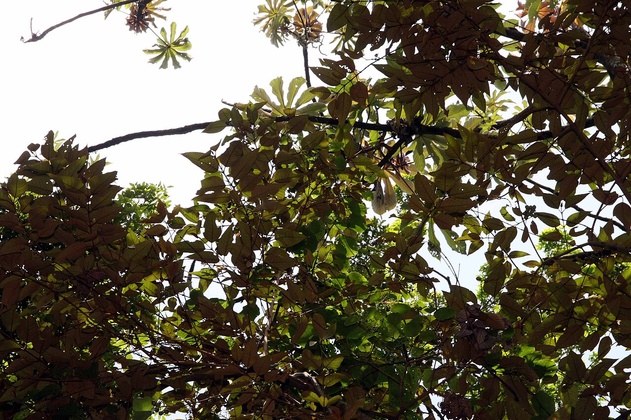 Vismia ferruginea: Location taken: Else Kientzler Botanical Garden, Sarchi Norte, Costa Rica. Names: Vismia ferruginea Kunth Classification: Plantae > Magnoliophyta > Magnoliopsid