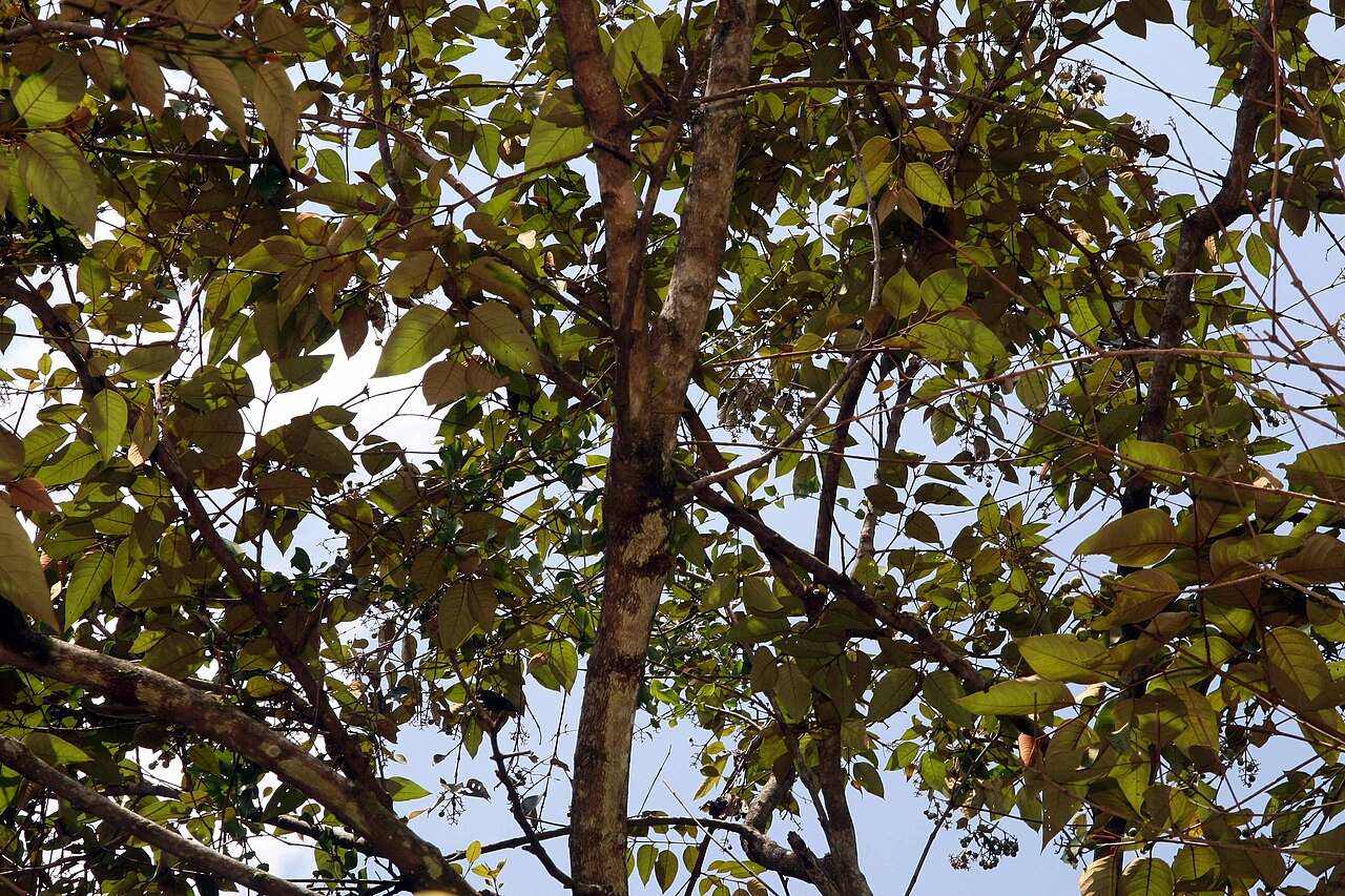 Vismia ferruginea: Location taken: Else Kientzler Botanical Garden, Sarchi Norte, Costa Rica. Names: Vismia ferruginea Kunth Classification: Plantae > Magnoliophyta > Magnoliopsid