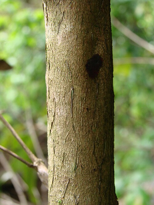 Vismia guianensis: Vismia guianensis (Aubl.) Choisy (Sin. het. Vismia acuminata) - HYPERICACEAE - ARIE da Granja do Ipê - Brasília - Distrito Federal - Brasil.