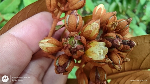 Vismia guianensis (Vismia guianensis)