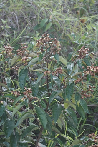 Vismia guianensis (Vismia guianensis)