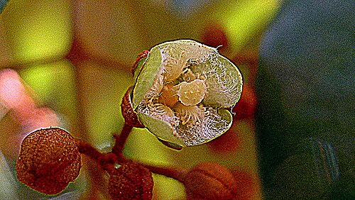 Vismia guianensis: Vismia guianensis (Aubl.) Choisy