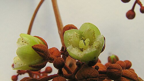 Vismia guianensis: Vismia guianensis (Aubl.) Choisy