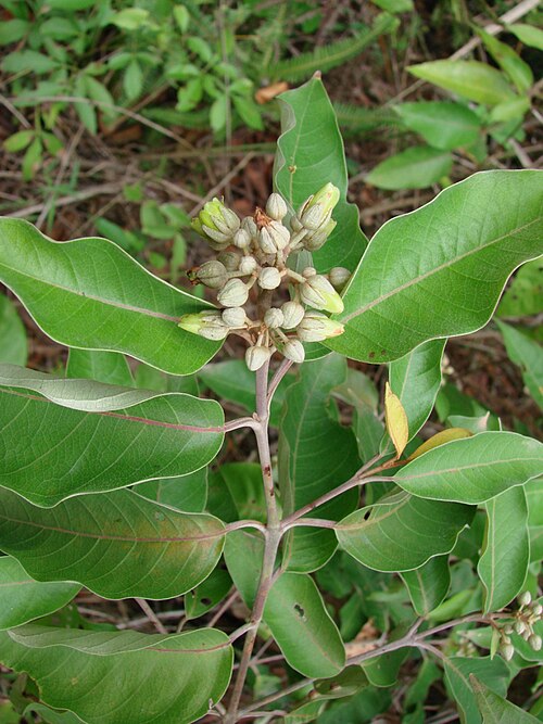 Vismia guianensis: Vismia guianensis (Aubl.) Choisy (Sin. het. Vismia acuminata) - HYPERICACEAE - ARIE da Granja do Ipê - Brasília - Distrito Federal - Brasil.