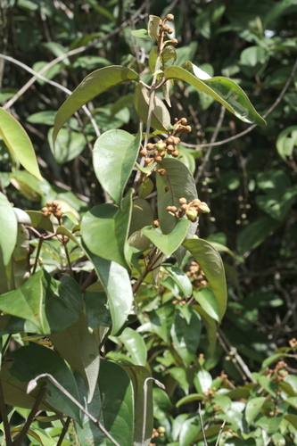 Vismia guianensis (Vismia guianensis)