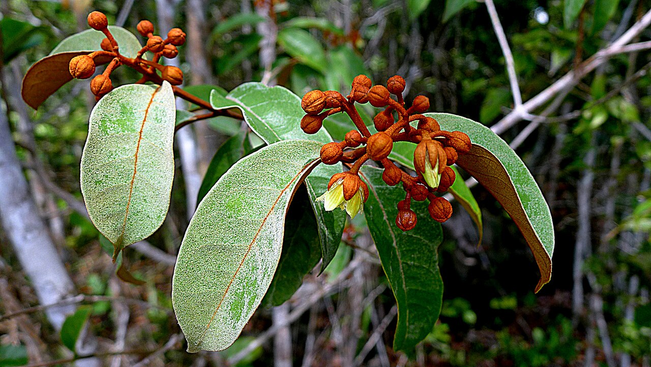 Vismia guianensis: Vismia guianensis (Aubl.) Choisy