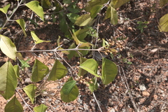 Vismia guianensis (Vismia guianensis)