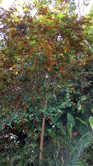 Vismia guianensis (Vismia guianensis)