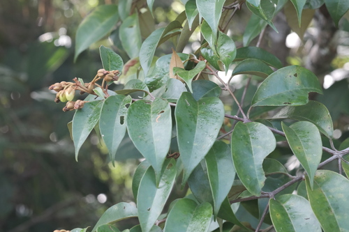 Vismia guianensis (Vismia guianensis)