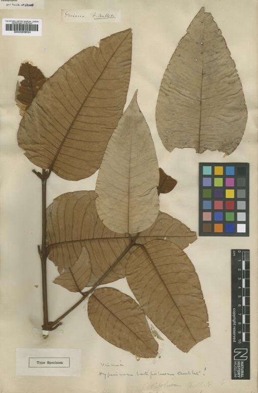 Vismia latifolia: Hypericum latifolium Aubl. (= Vismia latifolia (Aubl.) M.Choisy ) - herbier collecté par Aublet en Guyane, conservé au British Museum BM000939024
