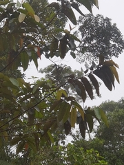 Vismia macrophylla (Vismia macrophylla)