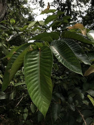 Vismia macrophylla (Vismia macrophylla)