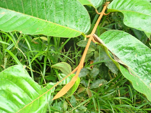 Vismia macrophylla (Vismia macrophylla)