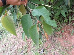 Vismia macrophylla (Vismia macrophylla)
