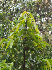 Vismia macrophylla (Vismia macrophylla)