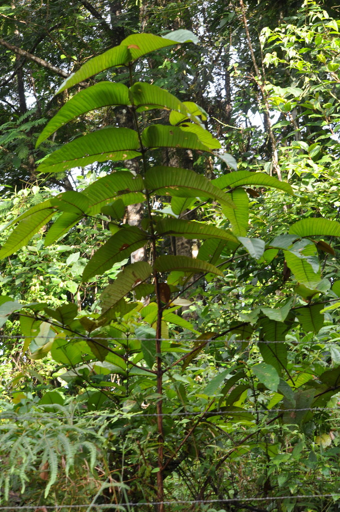 Vismia macrophylla (Vismia macrophylla)