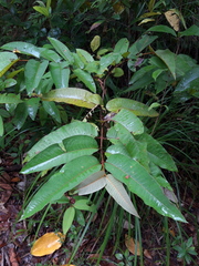 Vismia macrophylla (Vismia macrophylla)