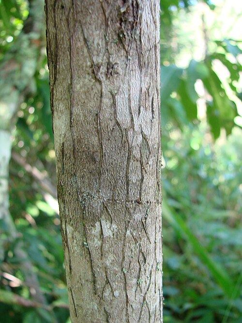Vismia pentagyna: Vismia decipiens (= Vismia pentagyna ), Hypericaceae - Brasilien/Brasil: Goiás, Cavalcante