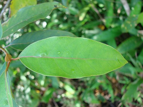 Vismia pentagyna: Vismia decipiens (= Vismia pentagyna ), Hypericaceae - Brasilien/Brasil: Goiás, Cavalcante