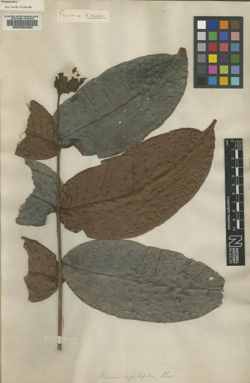 Vismia sessilifolia: Hypericum sessilifolia Aubl. (= Vismia sessilifolia (Aubl.) Pers ) - herbier collecté par Aublet en Guyane, conservé au British Museum BM000624924