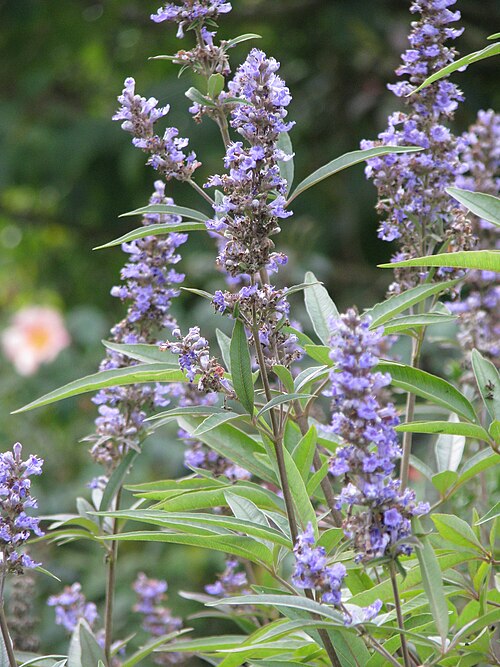 Chaste-tree: Vitex agnus-castus
