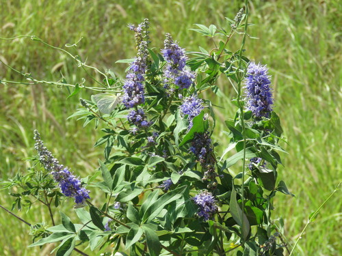 Chaste-tree (Vitex agnus-castus)