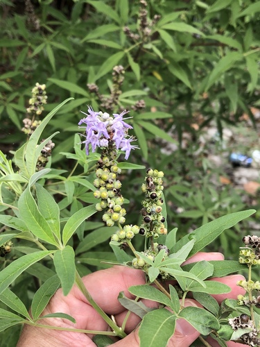 Chaste-tree (Vitex agnus-castus)