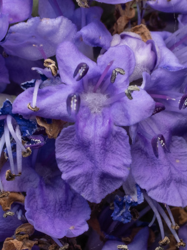 Chaste-tree (Vitex agnus-castus)