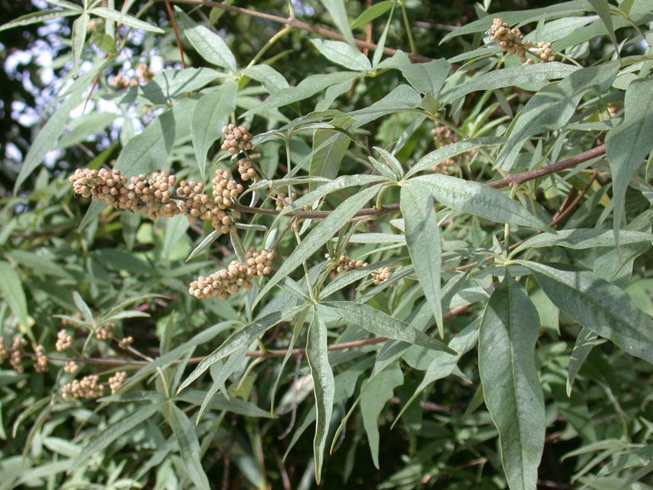 Chaste-tree: Fruits.