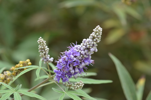 Chaste-tree (Vitex agnus-castus)