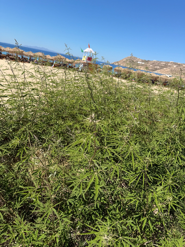 Chaste-tree (Vitex agnus-castus)