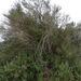 Chaste-tree (Vitex agnus-castus)