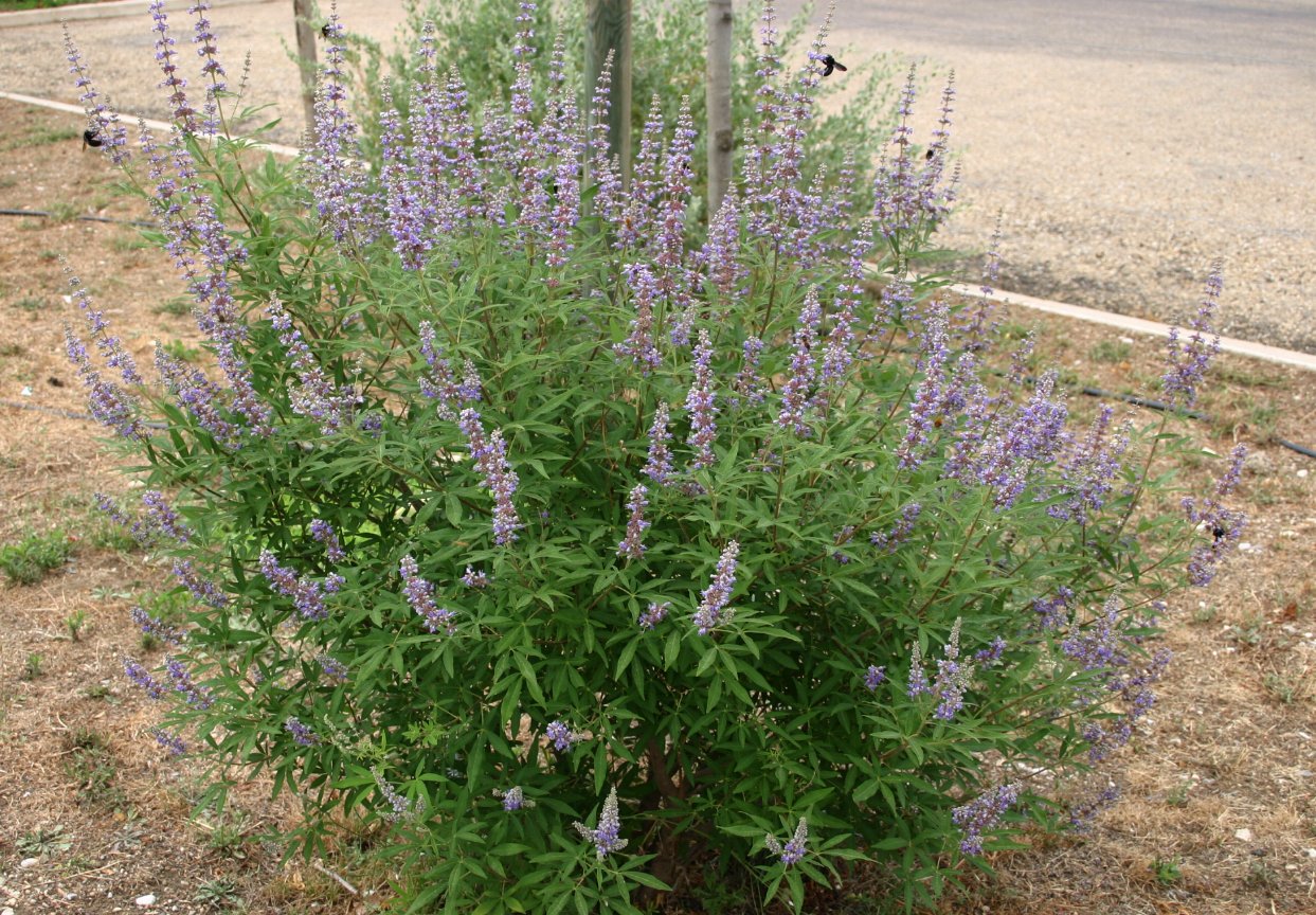 Chaste-tree: Vitex agnus-castus: Habit