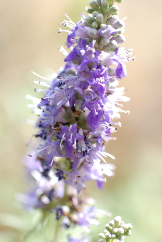 Chaste-tree (Vitex agnus-castus)