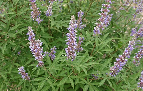 Chaste-tree: Vitex agnus-castus: Foliage