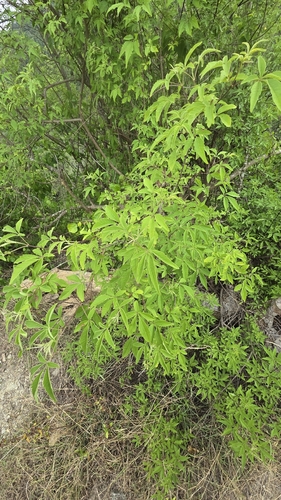 Chinese chastetree (Vitex negundo)
