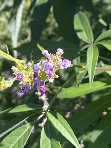 Chinese chastetree (Vitex negundo)