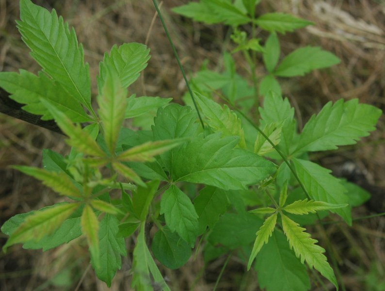 Chinese chastetree: Vitex negundo