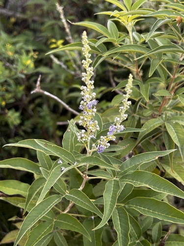 Chinese chastetree (Vitex negundo)