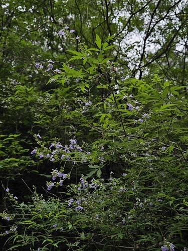 Chinese chastetree (Vitex negundo)