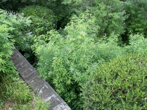 Chinese chastetree (Vitex negundo)